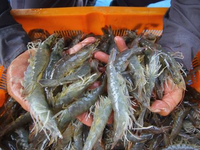 Kontaminasi Radioaktif Pada Ekspor Udang Dari Serang