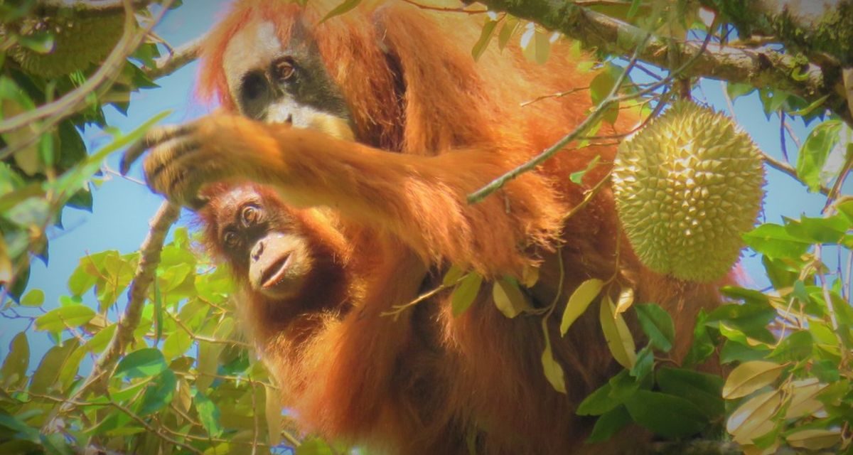 Bukan Cuma Orangutan, 3 Primata Ini Juga Terancam Punah