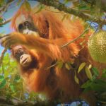 Bukan Cuma Orangutan, 3 Primata Ini Juga Terancam Punah