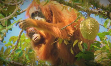Bukan Cuma Orangutan, 3 Primata Ini Juga Terancam Punah