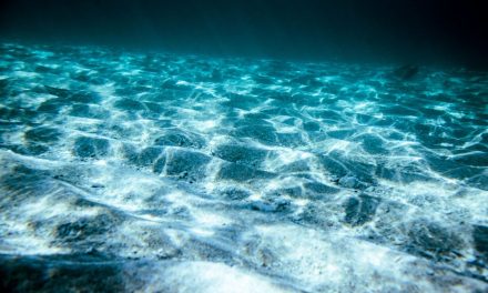 Intip Masa Depan Laut Lewat Pesan Dari Plankton Purba