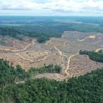 Penggundulan Hutan: Ancaman Nyata Masa Depan Lingkungan