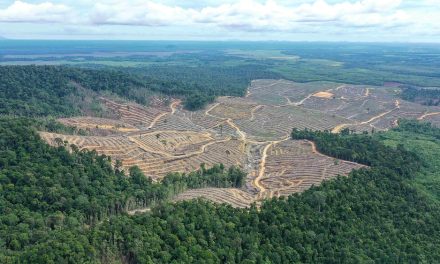 Penggundulan Hutan: Ancaman Nyata Masa Depan Lingkungan