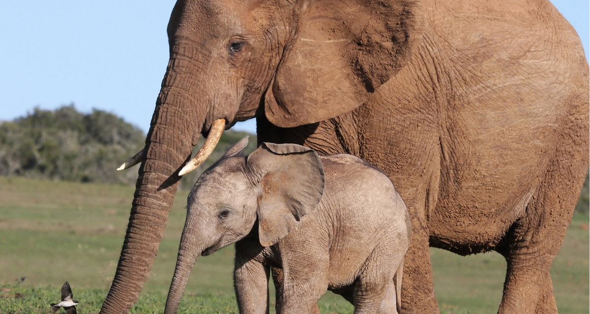 Biarkan Gajah Bebas: Larangan Baru Dari Kemenhut