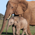 Biarkan Gajah Bebas: Larangan Baru Dari Kemenhut