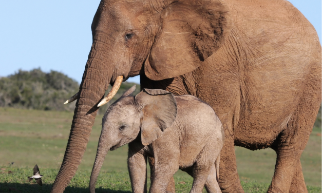 Biarkan Gajah Bebas: Larangan Baru Dari Kemenhut