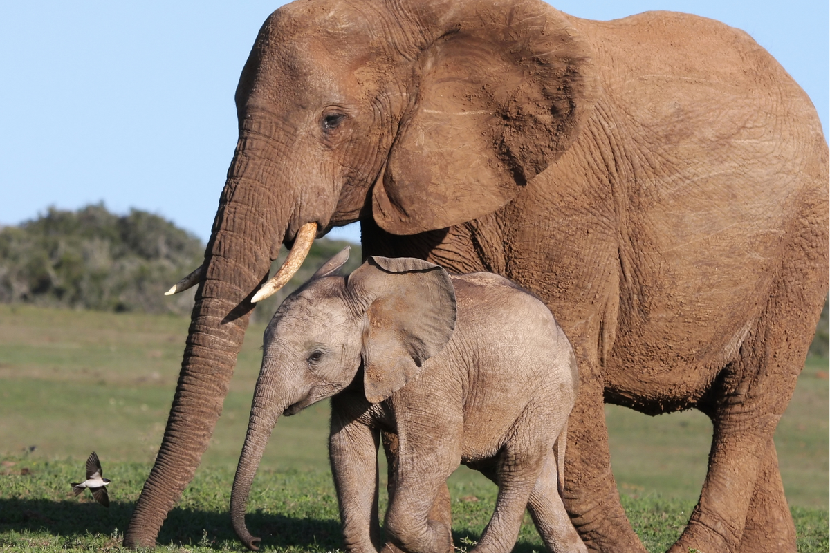 Biarkan Gajah Bebas: Larangan Baru Dari Kemenhut