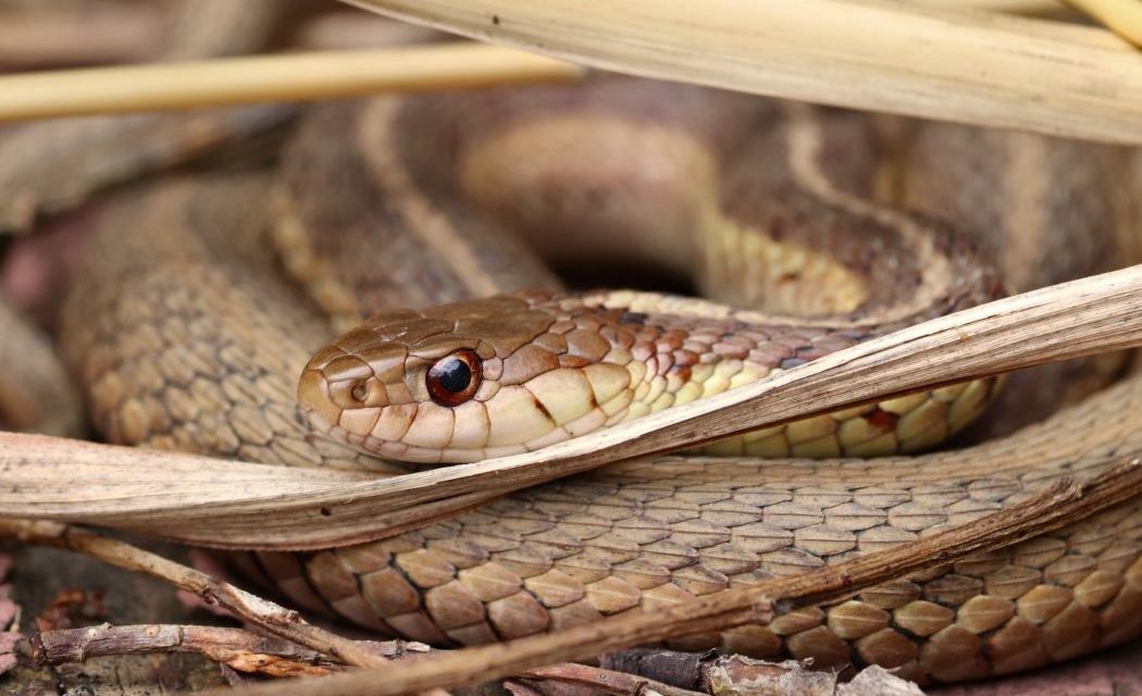 Bukan Garam! Ternyata Ini Yang Di Takuti Ular Mobil