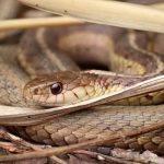 Bukan Garam! Ternyata Ini Yang Di Takuti Ular Mobil