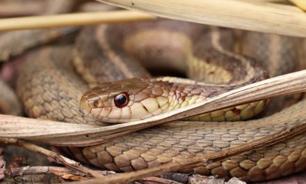 Bukan Garam! Ternyata Ini Yang Di Takuti Ular Mobil