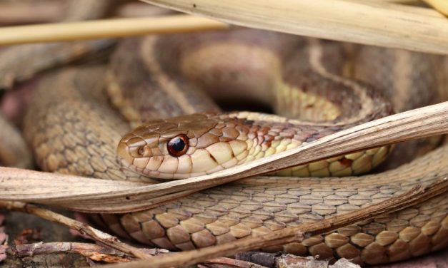 Bukan Garam! Ternyata Ini Yang Di Takuti Ular Mobil