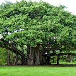 3 Pohon Keren Yang Jago Sedot Polusi