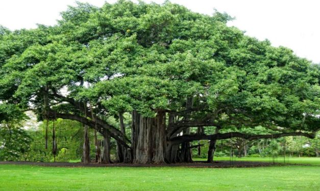 3 Pohon Keren Yang Jago Sedot Polusi