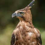 Elang Jawa Lenyap, Ekosistem Kita Bakal Runtuh!