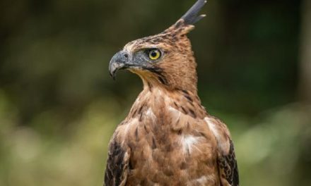 Elang Jawa Lenyap, Ekosistem Kita Bakal Runtuh!