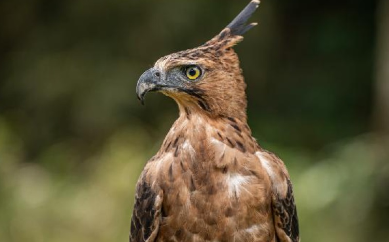 Elang Jawa Lenyap, Ekosistem Kita Bakal Runtuh!