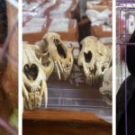 Gagal Ekspor! 53 Koli Satwa Ilegal Di Sita Di Aceh