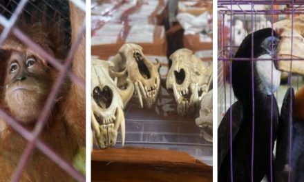 Gagal Ekspor! 53 Koli Satwa Ilegal Di Sita Di Aceh