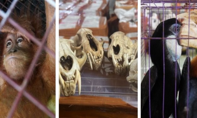 Gagal Ekspor! 53 Koli Satwa Ilegal Di Sita Di Aceh