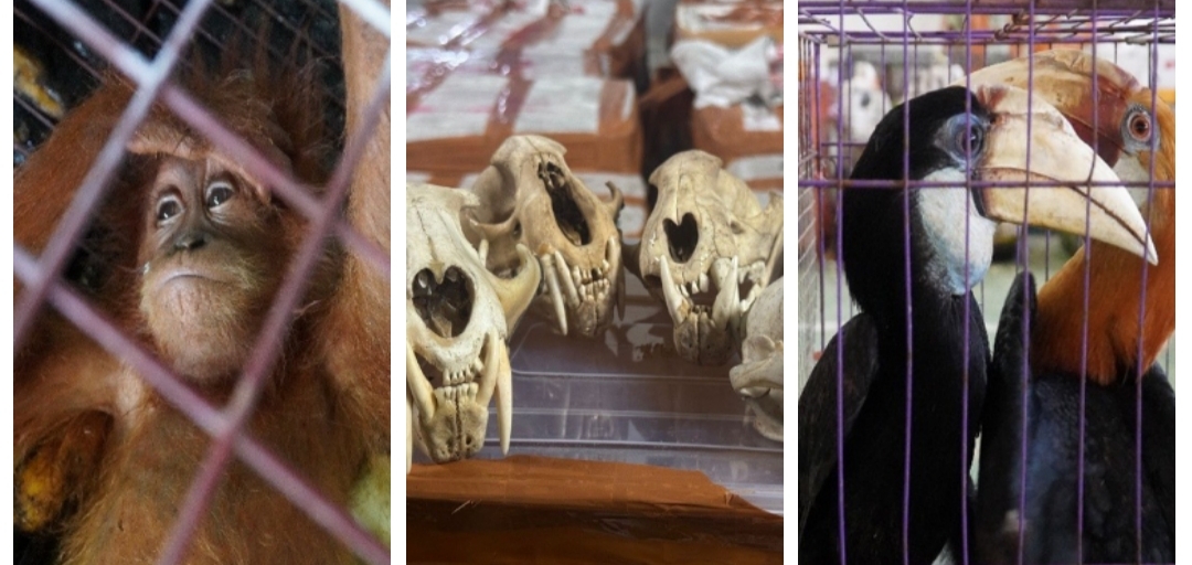 Gagal Ekspor! 53 Koli Satwa Ilegal Di Sita Di Aceh