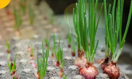 Deretan Benih Bawang Merah Unggul Paling Bagus